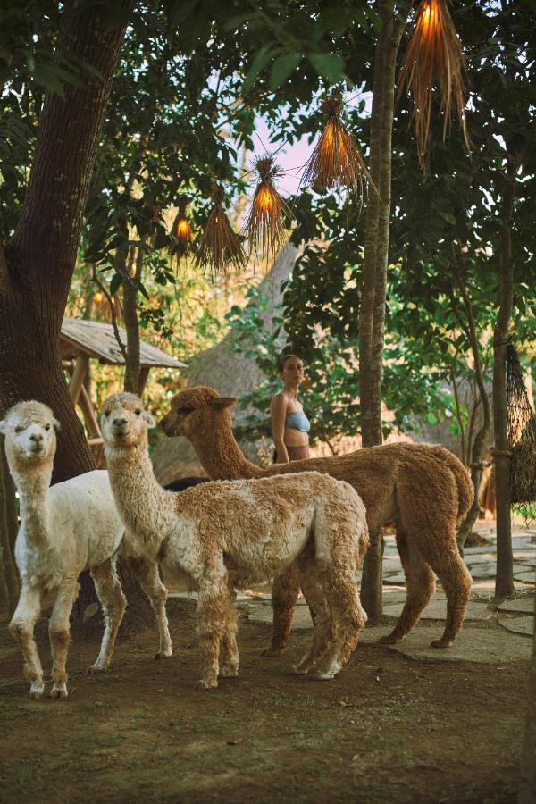 Alpaca Lodge
